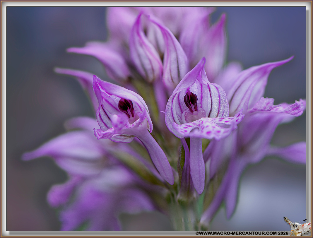 Orchis trident&eacute;